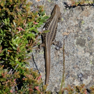 Liopholis whitii (White's Skink) at Kosciuszko, NSW - 15 Jan 2015 by KMcCue