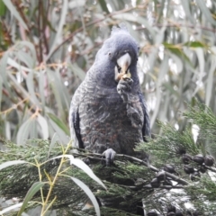 Callocephalon fimbriatum (Gang-gang Cockatoo) at Kambah, ACT - 30 Aug 2024 by HelenCross