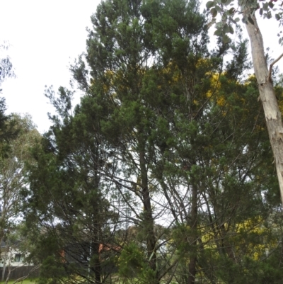 Callitris endlicheri (Black Cypress Pine) at Kambah, ACT - 29 Aug 2024 by HelenCross