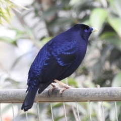 Ptilonorhynchus violaceus (Satin Bowerbird) at Kambah, ACT - 30 Aug 2024 by HelenCross