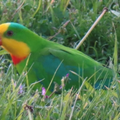 Polytelis swainsonii (Superb Parrot) at O'Connor, ACT - 30 Aug 2024 by RobParnell