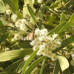 Vanessa kershawi (Australian Painted Lady) at Kambah, ACT - 30 Aug 2024 by HelenCross