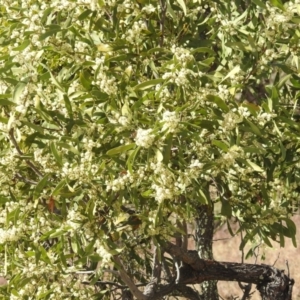 Acacia melanoxylon at Kambah, ACT - 30 Aug 2024