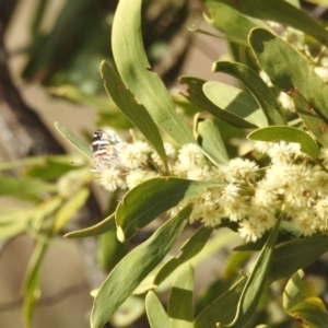 Acacia melanoxylon at Kambah, ACT - 30 Aug 2024 10:32 AM