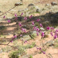 Indigofera australis subsp. australis (Australian Indigo) at Kambah, ACT - 30 Aug 2024 by HelenCross