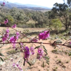 Indigofera australis subsp. australis at Kambah, ACT - 30 Aug 2024