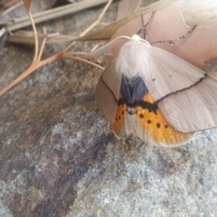 Gastrophora henricaria (Fallen-bark Looper, Beautiful Leaf Moth) at Googong, NSW - 30 Aug 2024 by BrianSummers