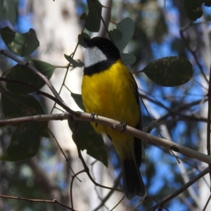 Pachycephala pectoralis at Kambah, ACT - 30 Aug 2024 11:45 AM