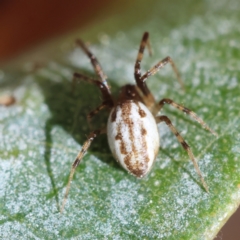 Unidentified Spider (Araneae) at Hughes, ACT - 27 Aug 2024 by LisaH