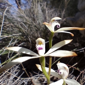 Caladenia ustulata at Gundaroo, NSW - suppressed