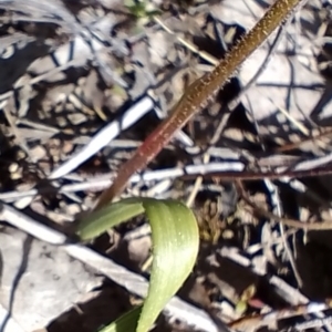 Caladenia ustulata at Gundaroo, NSW - suppressed