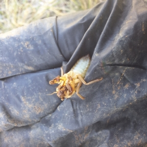 Cicadettini sp. (tribe) at Watson, ACT - 26 Aug 2024