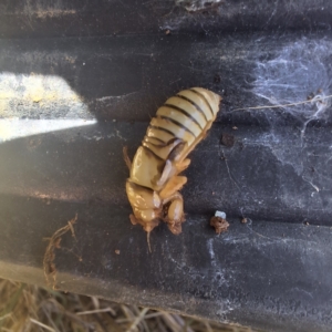 Cicadettini sp. (tribe) at Watson, ACT - 26 Aug 2024