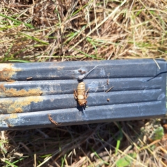 Cicadettini sp. (tribe) at Watson, ACT - 26 Aug 2024