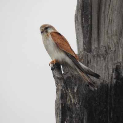 Falco cenchroides (Nankeen Kestrel) at Kambah, ACT - 30 Aug 2024 by HelenCross