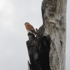 Falco cenchroides at Kambah, ACT - 30 Aug 2024