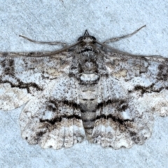 Cleora injectaria (A Cleora Bark Moth) at Rosedale, NSW - 29 Aug 2024 by jb2602
