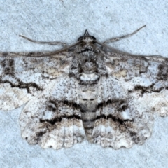 Cleora injectaria (A Cleora Bark Moth) at Rosedale, NSW - 29 Aug 2024 by jb2602