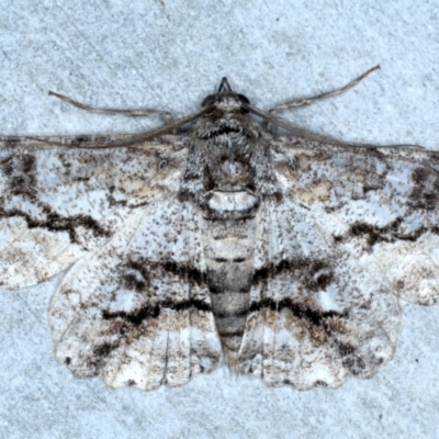 Cleora injectaria (A Cleora Bark Moth) at Rosedale, NSW - 29 Aug 2024 by jb2602