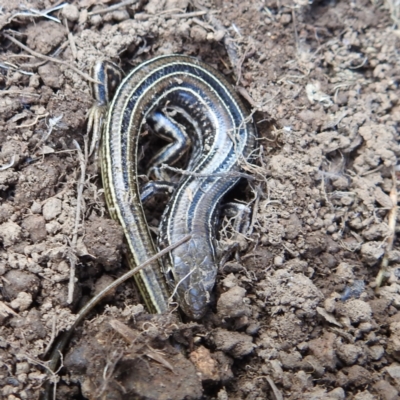 Ctenotus robustus (Robust Striped-skink) at Kambah, ACT - 30 Aug 2024 by HelenCross