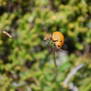 Paropsis augusta at Munyang, NSW - 15 Jan 2015