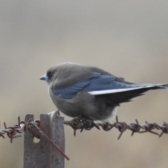 Artamus cyanopterus cyanopterus (Dusky Woodswallow) at Kambah, ACT - 30 Aug 2024 by HelenCross