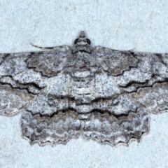 Cleora displicata (A Cleora Bark Moth (Boarmiini) at Rosedale, NSW - 28 Aug 2024 by jb2602