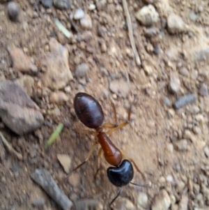 Camponotus nigriceps at Hackett, ACT - 21 Aug 2024