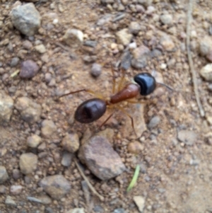 Camponotus nigriceps at Hackett, ACT - 21 Aug 2024