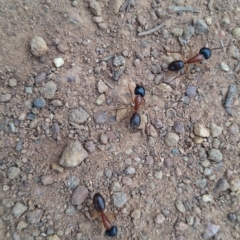 Camponotus nigriceps at Hackett, ACT - 21 Aug 2024