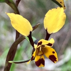 Diuris pardina (Leopard Doubletail) at Glenroy, NSW - 29 Aug 2024 by KL