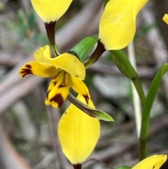 Diuris pardina at Glenroy, NSW - suppressed