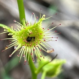 Drosera sp. at Glenroy, NSW - 29 Aug 2024 10:16 AM