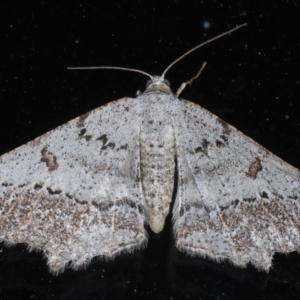 Dissomorphia australiaria at Rosedale, NSW - 28 Aug 2024