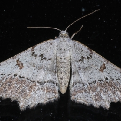 Dissomorphia australiaria (Dashed Geometrid, Ennominae) at Rosedale, NSW - 28 Aug 2024 by jb2602