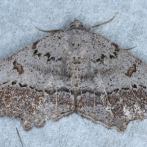 Dissomorphia australiaria at Rosedale, NSW - 28 Aug 2024