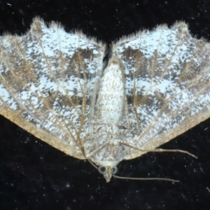 Dissomorphia australiaria at Rosedale, NSW - 28 Aug 2024 09:50 PM