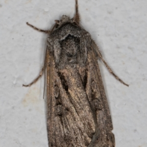 Agrotis munda at Melba, ACT - 30 Aug 2024