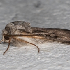 Agrotis munda at Melba, ACT - 30 Aug 2024