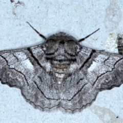 Hypobapta tachyhalotaria (Varied Grey) at Rosedale, NSW - 29 Aug 2024 by jb2602