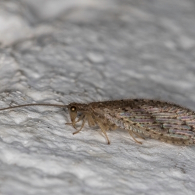 Micromus tasmaniae (Tasmanian Brown Lacewing) at Melba, ACT - 30 Aug 2024 by kasiaaus