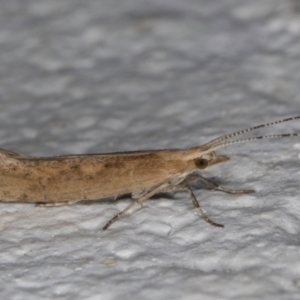 Plutella (genus) at Melba, ACT - 30 Aug 2024 10:07 PM