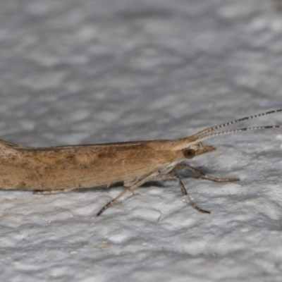 Plutella (genus) (Plutella Moths) at Melba, ACT - 30 Aug 2024 by kasiaaus