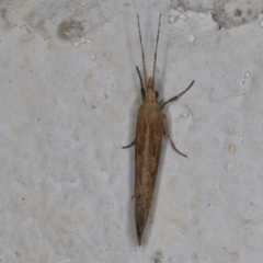 Plutella (genus) at Melba, ACT - 30 Aug 2024 10:07 PM