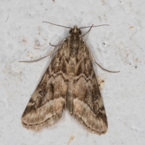 Hellula hydralis at Melba, ACT - 30 Aug 2024