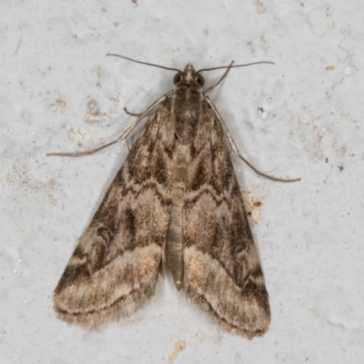 Hellula hydralis (Cabbage Centre Moth) at Melba, ACT - 30 Aug 2024 by kasiaaus