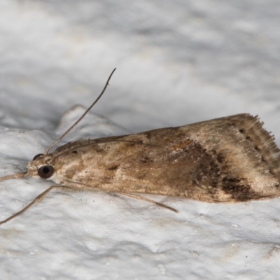 Hellula undalis (Cabbage Webworm) at Melba, ACT - 30 Aug 2024 by kasiaaus