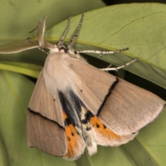 Gastrophora henricaria (Fallen-bark Looper, Beautiful Leaf Moth) at Melba, ACT - 30 Aug 2024 by kasiaaus