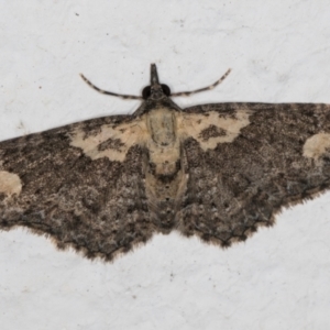 Pasiphilodes testulata at Melba, ACT - 30 Aug 2024