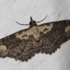 Pasiphilodes testulata at Melba, ACT - 30 Aug 2024